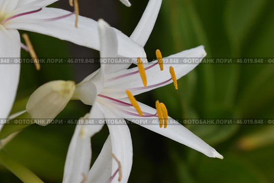 Crinum asiaticum or Кринум азиатский. Стоковое фото, фотограф Светлана Кузнецова / Фотобанк Лори