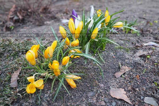 Crocus, crocuses or croci is a genus of seasonal flowering plants in the family Iridaceae iris family comprising about 100 species of perennials growing from corms. Yellow, orange or purple flowers. Стоковое фото, фотограф Юлия Петровская / Фотобанк Лори