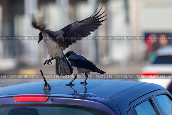 Crows on the roof. Стоковое фото, фотограф Argument / Фотобанк Лори
