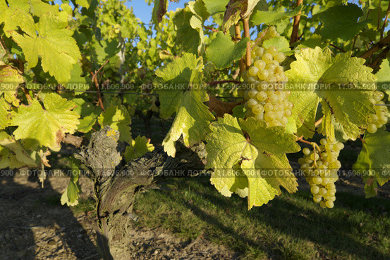 "Côteaux du Layon",grape. Стоковое фото, фотограф pascal coupry / PantherMedia / Фотобанк Лори