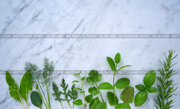 Culinary herbs rosemary fennel oregano mint basil. Culinary herbs rosemary fennel oregano mint basil chard arugulaon marble. Стоковое фото, агентство Ingram Publishing / Фотобанк Лори