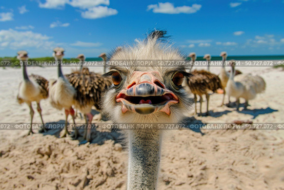 Curious ostrich posing on a sunny beach with other ostriches in background. Стоковое AI-изображение, AI-художник Иван Рябоконь / Фотобанк Лори
