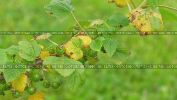 Currant and gooseberry leaf spot. Curling puckering sick blister leaves close-up. Small, dark yellow orange spots on the plant. Puckered blistered leaves distorted by aphids. Yellowish green foliage. Стоковое видео, видеограф Марина Демидюк / Фотобанк Лори