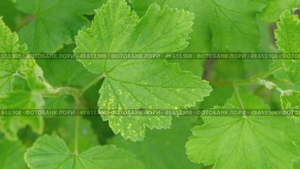 Currant and gooseberry leaf spot. Curling puckering sick blister leaves close-up. Small, dark yellow orange spots on the plant. Puckered blistered leaves distorted by aphids. Yellowish green foliage. Стоковое видео, видеограф Марина Демидюк / Фотобанк Лори