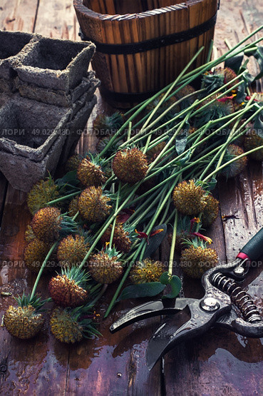 Cut autumn plants. sheaf of cut plants on the background of secateurs on wooden table. Стоковое фото, агентство Ingram Publishing / Фотобанк Лори