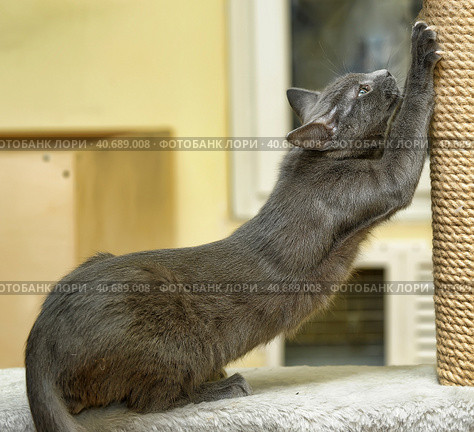 Cute Cat Scratching a Post. Стоковое фото, фотограф Анна Кривицкая / Фотобанк Лори