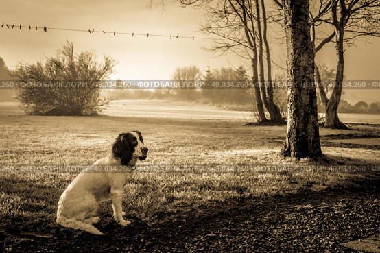 Cute Cocker Spaniel dog sitting on the lawn in misty weather. Стоковое фото, агентство Ingram Publishing / Фотобанк Лори