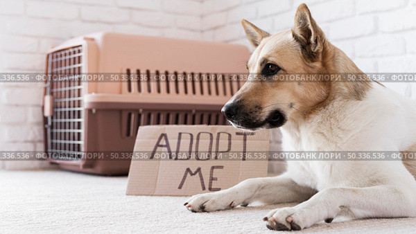 cute dog sitting near adopt me banner. Стоковое фото, агентство Ingram Publishing / Фотобанк Лори