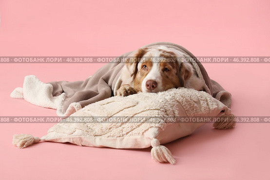 Cute fluffy dog with blanket and cushion lying on pink background. Стоковое фото, фотограф Pixel_shot / Фотобанк Лори