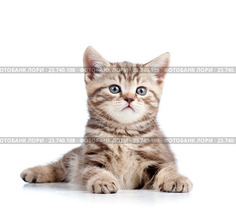 cute kitten isolated on white background. Стоковое фото, фотограф Оксана Кузьмина / Фотобанк Лори