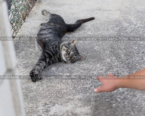 cute lazy cat wanting be pet by someone outside. Стоковое фото, агентство Ingram Publishing / Фотобанк Лори