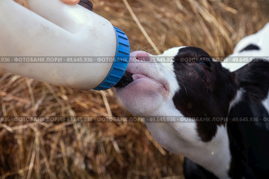 cute little calf   feeding from  bottle against  hay. nursery on a farm. close up. Стоковое фото, агентство Ingram Publishing / Фотобанк Лори