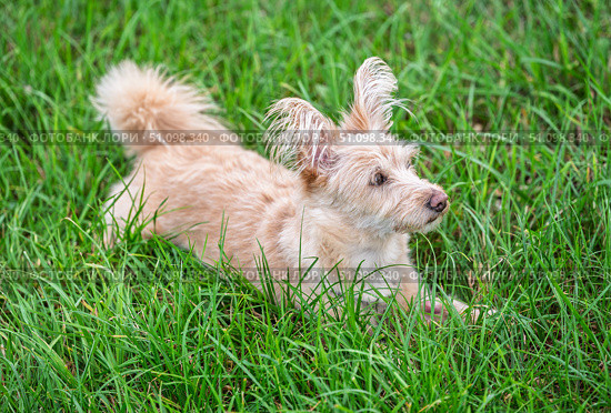 Cute scruffy terrier mix with fluffy ears lying in green grass, adorable light colored dog relaxing outdoors, summer nature and pets theme. Стоковое фото, фотограф Павел Муравьев / Фотобанк Лори