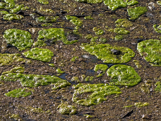 Cyanobacteria in the water. Green moss. Стоковое фото, фотограф Саблин Станислав / Фотобанк Лори