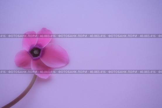Cyclamen flower side view on pink purple background with blurred tender focus. One flower with five petals, Stem without leaves. Copy space. Foggy effect. Beautiful exquisite cyclamen flower postcard. Стоковое фото, фотограф Юлия Петровская / Фотобанк Лори