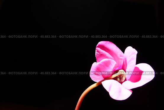 Cyclamen, or Alpine violet, is a genus of plants in the subfamily Myrsinoideae of the family Primulaceae. Pink cyclamen on a black background. Copy space. Postcard, invitation or congratulation. Стоковое фото, фотограф Юлия Петровская / Фотобанк Лори