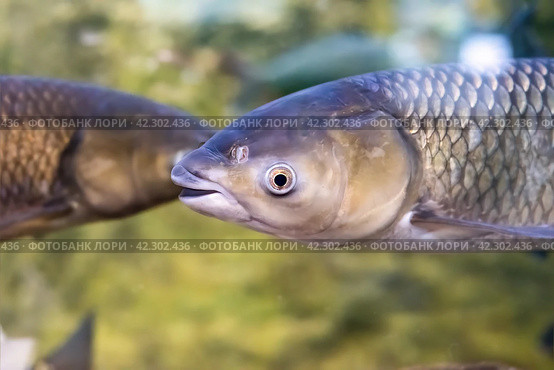 Cyprinus rubrofuscus, the Amur carp in Amur river in Russia. Стоковое фото, фотограф Татьяна Терехина / Фотобанк Лори