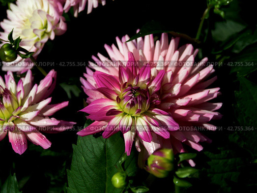 Dahlia is a member of the Compositae (also called Asteraceae) family of dicotyledonous plants, blooming in the autumn. Стоковое фото, фотограф Tamara Sushko / Фотобанк Лори