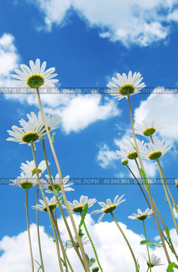 Daisywheels on sky background with clouds. Nature composition. Стоковое фото, агентство Ingram Publishing / Фотобанк Лори