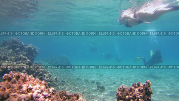 Дайвер плывет над песчаным дном приближаясь к коралловому рифу (2015 год). Редакционное видео, видеограф Некрасов Андрей / Фотобанк Лори