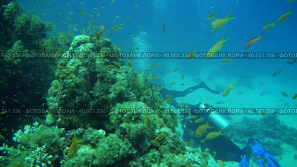 Дайвинг в Красном море.  Кораллы и дайверы. Стоковое видео, видеограф Галина / Фотобанк Лори