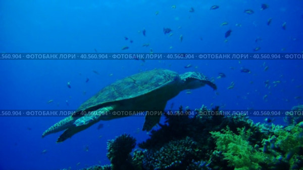 Дайвинг в Красном море. Морская черепаха плывет. Стоковое видео, видеограф Галина / Фотобанк Лори