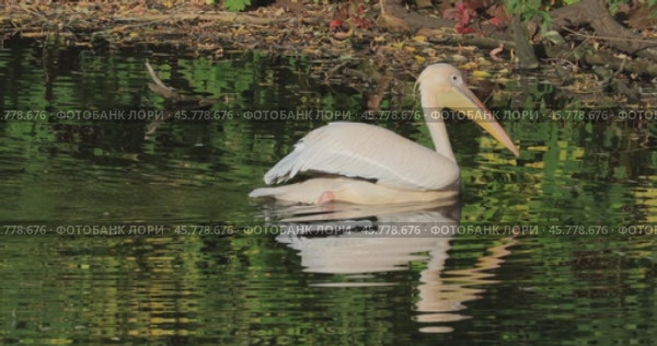 Dalmatian pelican (Pelecanus crispus) is the largest member of the pelican family, and perhaps the world's largest freshwater bird, although rivaled in weight and length by the largest swans. Стоковое видео, видеограф Андрей Армягов / Фотобанк Лори