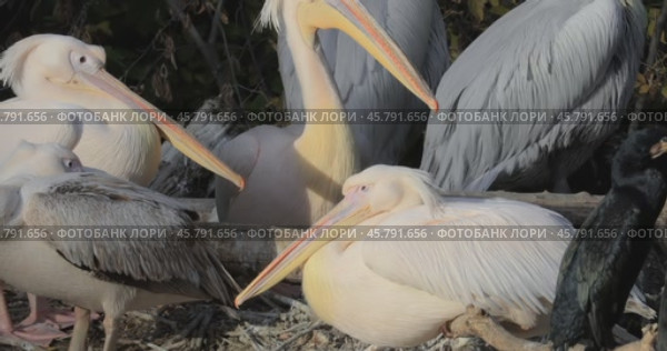 Dalmatian pelican (Pelecanus crispus) is the largest member of the pelican family, and perhaps the world's largest freshwater bird, although rivaled in weight and length by the largest swans. Стоковое видео, видеограф Андрей Армягов / Фотобанк Лори