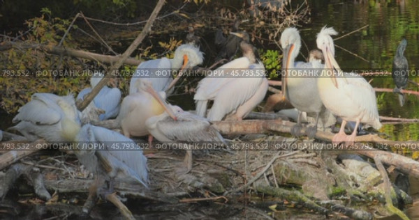 Dalmatian pelican (Pelecanus crispus) is the largest member of the pelican family, and perhaps the world's largest freshwater bird, although rivaled in weight and length by the largest swans. Стоковое видео, видеограф Андрей Армягов / Фотобанк Лори