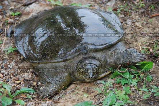 Дальневосточная черепаха или Китайский трионикс.  (Pelodiscus / Trionyx sinensis) Стоковое фото, фотограф syngach / Фотобанк Лори