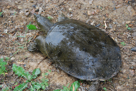 Дальневосточная черепаха или Китайский трионикс.  (Pelodiscus / Trionyx sinensis) Стоковое фото, фотограф syngach / Фотобанк Лори