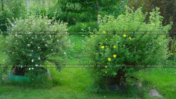 Dasiphora fruticosa blooming bush in the cottage garden landscape. Landscaping of the city park, alley. Potentilla. Shrubby cinquefoil, golden hardhack, cinquefoil, five-finger. Widdy and kuril tea. Стоковое видео, видеограф Марина Демидюк / Фотобанк Лори