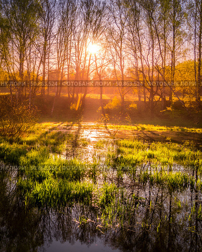 Dawn or sunset on a pond with young green reeds, birches on the neighboring shore. Стоковое фото, фотограф Емельянов Евгений Викторович / Фотобанк Лори