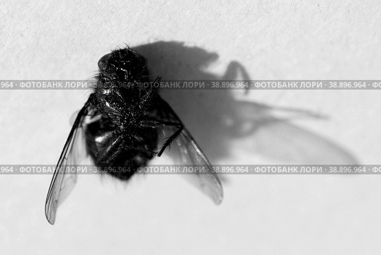 dead fly on a white background. Стоковое фото, фотограф Поликарпов Владимир Владимирович / Фотобанк Лори