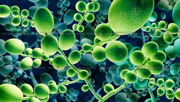 Deadly Fungal Infection concept as a microbe threat and mucormycosis life threatening fungus as Candida auris fungi spreading as a Mycology health threat as a global outbreak risk as a 3D illustration. Стоковое фото, агентство Ingram Publishing / Фотобанк Лори