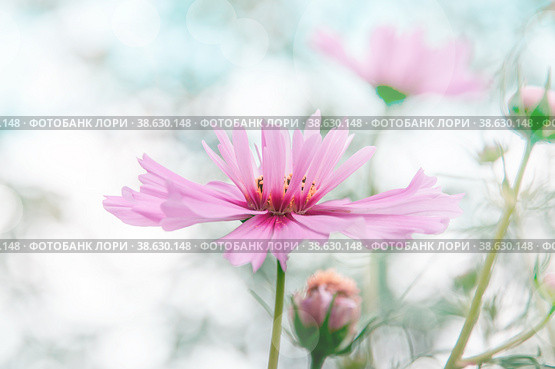 Decorative Pink Garden Flower Cosmos, Cosmos Bipinnatus, Cosmea Bipinnata, Bidens Formosa. Mexican Aster. close up. Стоковое фото, фотограф Оксана Медведева / Фотобанк Лори