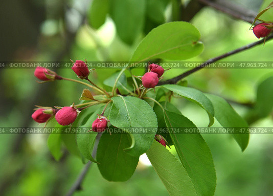 Decorative small-fruited apple tree Malus domestica Ola blooms. Стоковое фото, фотограф Валерия Попова / Фотобанк Лори