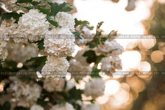 Decorative viburnum Buldenezh or Snow globe (Latin Viburnum opulus var sterile). Стоковое фото, фотограф Photojuli / Фотобанк Лори