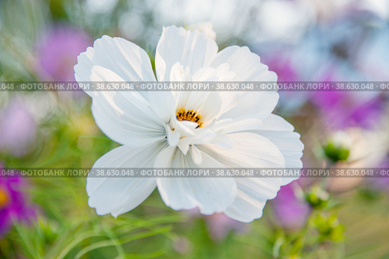 Decorative White Garden Flower Cosmos, Cosmos Bipinnatus, Cosmea Bipinnata, Bidens Formosa Mexican Aster. close up. Стоковое фото, фотограф Оксана Медведева / Фотобанк Лори