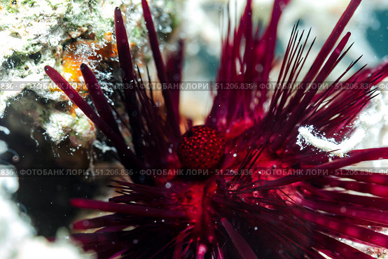 Deep Sea Urchin in the Vibrant, Warm Waters of the Red Sea. Стоковое фото, фотограф Aleksandr Golubev / Фотобанк Лори