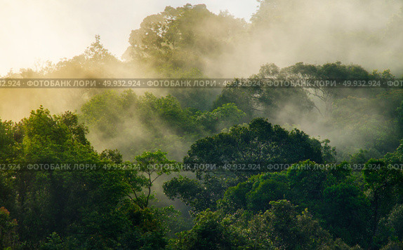 deep tropical forest, canopy tree and fog. Стоковое фото, агентство Ingram Publishing / Фотобанк Лори