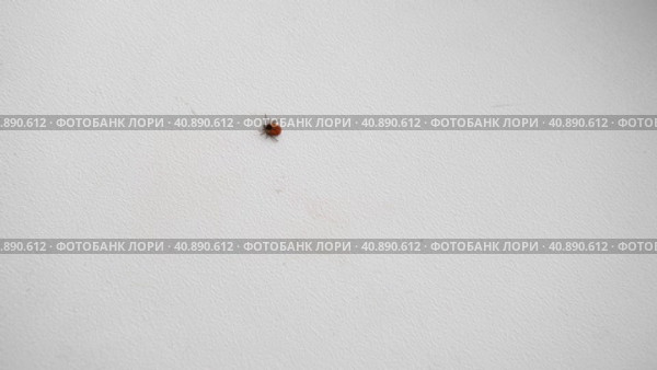 Deer tick climbing isolated on white background. Ixodes ricinus. Dangerous parasitic mite. Acari. Tick-borne diseases carriers. Encephalitis or Lyme borreliosis. Dermacentor marginatus reticulatus. Стоковое видео, видеограф Марина Демидюк / Фотобанк Лори