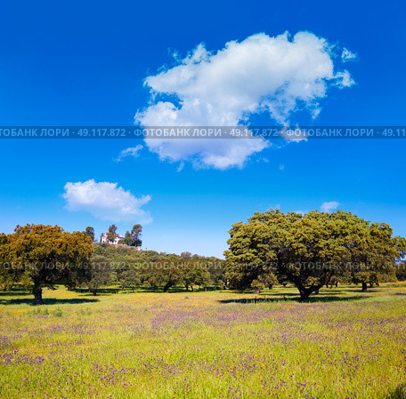 Dehesa grassland by via de la Plata way of Spain in Andalusia. Стоковое фото, агентство Ingram Publishing / Фотобанк Лори