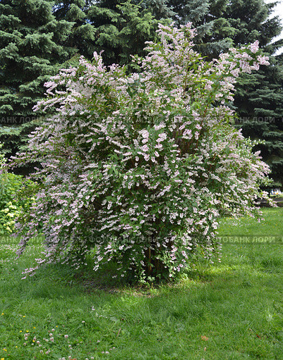 Дейция шершавая, или звездчатая (Deutzia scabra Thunb.) Стоковое фото, фотограф Ирина Борсученко / Фотобанк Лори