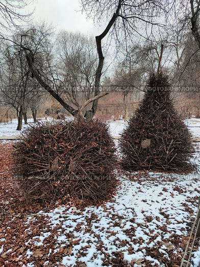 Декоративные кусты в зимнем парке. Стоковое фото, фотограф Мария Сергеева / Фотобанк Лори