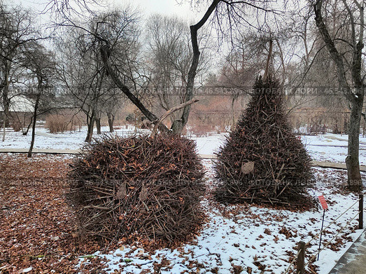 Декоративные кусты в зимнем парке. Стоковое фото, фотограф Мария Сергеева / Фотобанк Лори