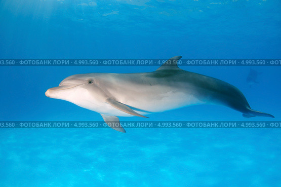 Дельфин Черноморская Афалина (Tursiops truncatus) Стоковое фото, фотограф Некрасов Андрей / Фотобанк Лори