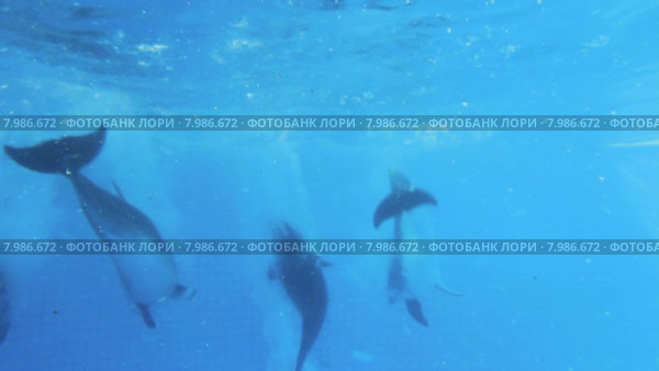 Дельфины плавают под водой одновременно. Стоковое видео, видеограф Tatiana Kravchenko / Фотобанк Лори