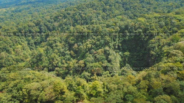Dense tropical rainforest with a hidden waterfall flowing into a lush valley in Costa Rica. Стоковое видео, видеограф Ольга Сухарева / Фотобанк Лори