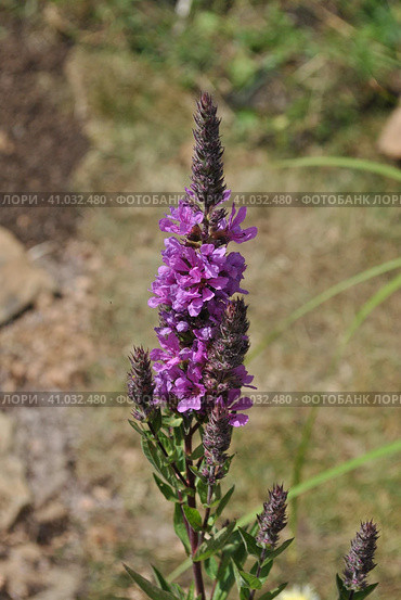 Дербенник иволистный, или плакун-трава (лат. Lythrum salicaria) Стоковое фото, фотограф lana1501 / Фотобанк Лори